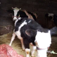 گوساله ماده