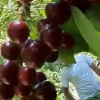 نهالستان نمونه ی کهریز