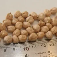 عمده غلات‌وحبوبات با قیمت‌منصف،تضمین کیفیت