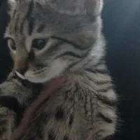 واگذاری بچه گربه