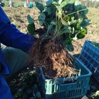 نهال توت فرنگی سابرینا