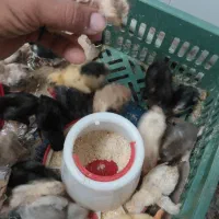 تعدادی جوجه محلی و اردک