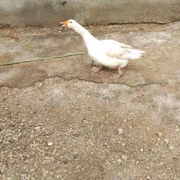 غاز نر مرغ شاخدار نر ۲خروس ن۲مرغ