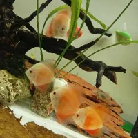 ۵عدد دیسکس فوجی رد ۲اینچ