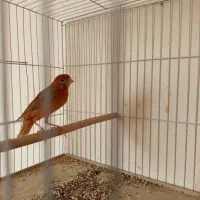 قناری نر دهن زن سرخ