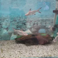 پنگوسی شکاری ، کوسه گوشتخوار