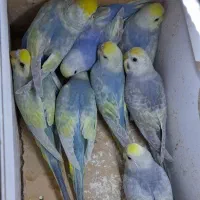 مرغ عشق رینبو با ماده پروانه ای