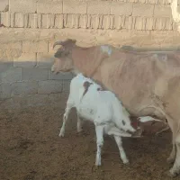 فروش گاو زاییده|حیوانات مزرعه|بندر کنگان, |دیوار