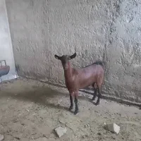 بز آلپاین