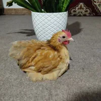 «کوشین جاپنیز »