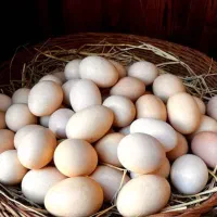 ۲۰۰ عدد تخم مرغابی