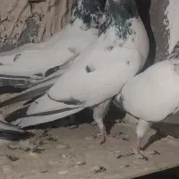 کبوتر پرشی کله دم