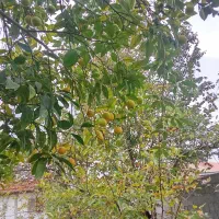 خانه ویلایی ندامان|فروش خانه و ویلا|گوراب زرمیخ, |دیوار