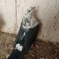 کبوتر