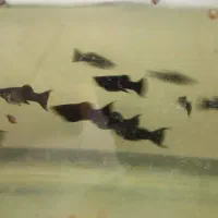 ماهی مولی‌پاندا و مولی بالن ....