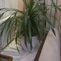 .گیاه پاندانوس  بزرگ