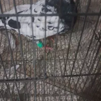 گمشده