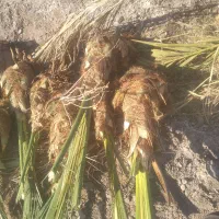 درخت کلوته پاجوش هر دونی ۴۲۰ تحویل درب منزل