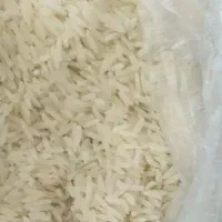 برنج فجر کشت شالیزار