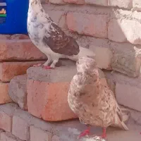 یک جفت کفتر