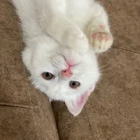 گربه|گربه|سمنان, |دیوار