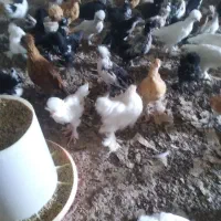 فروش عمده جوجه های تزئینی بالای ۵۰ عدد