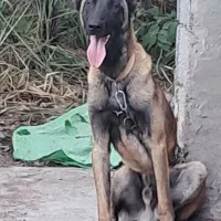 شاه توله نر مالینویز سگ گارد سن یک سال فی 25