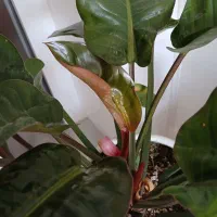 گل فلیندرون شرابی سایزبزرگ|گل و گیاه طبیعی|اصفهان, ملکشهر|دیوار