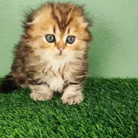 گربه اسکاتیش