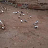 کفتر معلقی|پرنده|کرمان, |دیوار