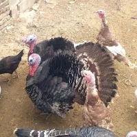 بوقلمون|حیوانات مزرعه|شاهین دژ, |دیوار