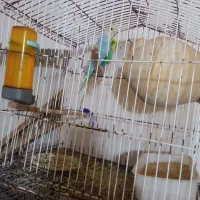 عروس هلندی+ مرغ عشق با جوجه|پرنده|قشم, |دیوار