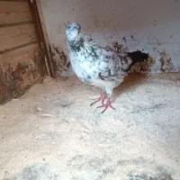 کبوتر جوان|پرنده|رشت, شهرک احمد خمینی|دیوار