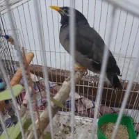 مرغ مینا