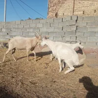 بز سانن اصیل