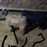 با سلام بزغاله چپش