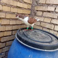 کبوتر چپ سرخ