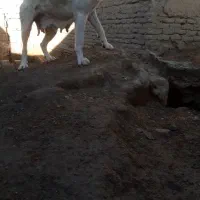 ماده آلاش نسل صدام تکاب نسل تایید شده
