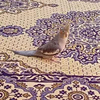 رفسنجان لاهیجان  عروس هلندی