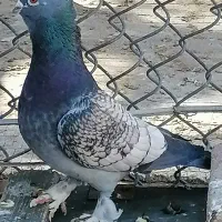 کفتر طاووسی روی جوجه معاوضه با قناری یا سهره