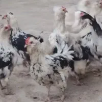 مرغ گلین