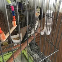 عروس هلندی|پرنده|تهران, شهرک امام خمینی|دیوار