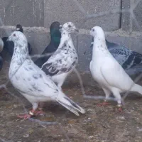 کبوتر پرشی زد و خوردی، معاوضه با مرغ و خروس محلی