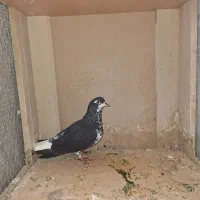 یک جفت ساده سیاه|پرنده|مشهد, نوید|دیوار