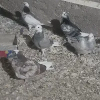 کفتر جوجه|پرنده|شهریار, بکه|دیوار