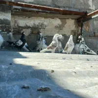 کبوتر پرشی.