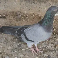 جوجه سبز دوختی  باخت رفته