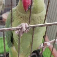 طوطی ملنگو|پرنده|تهران, جنت‌آباد مرکزی|دیوار