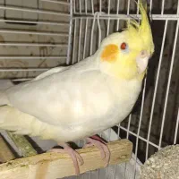 عروس هلندی ماده