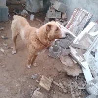 سگ فروشی به علت جابه جایی ۵ملیون